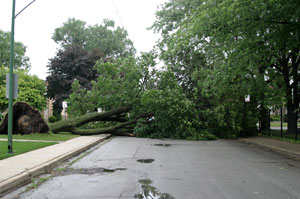 chi_tree08-02-2011.jpg